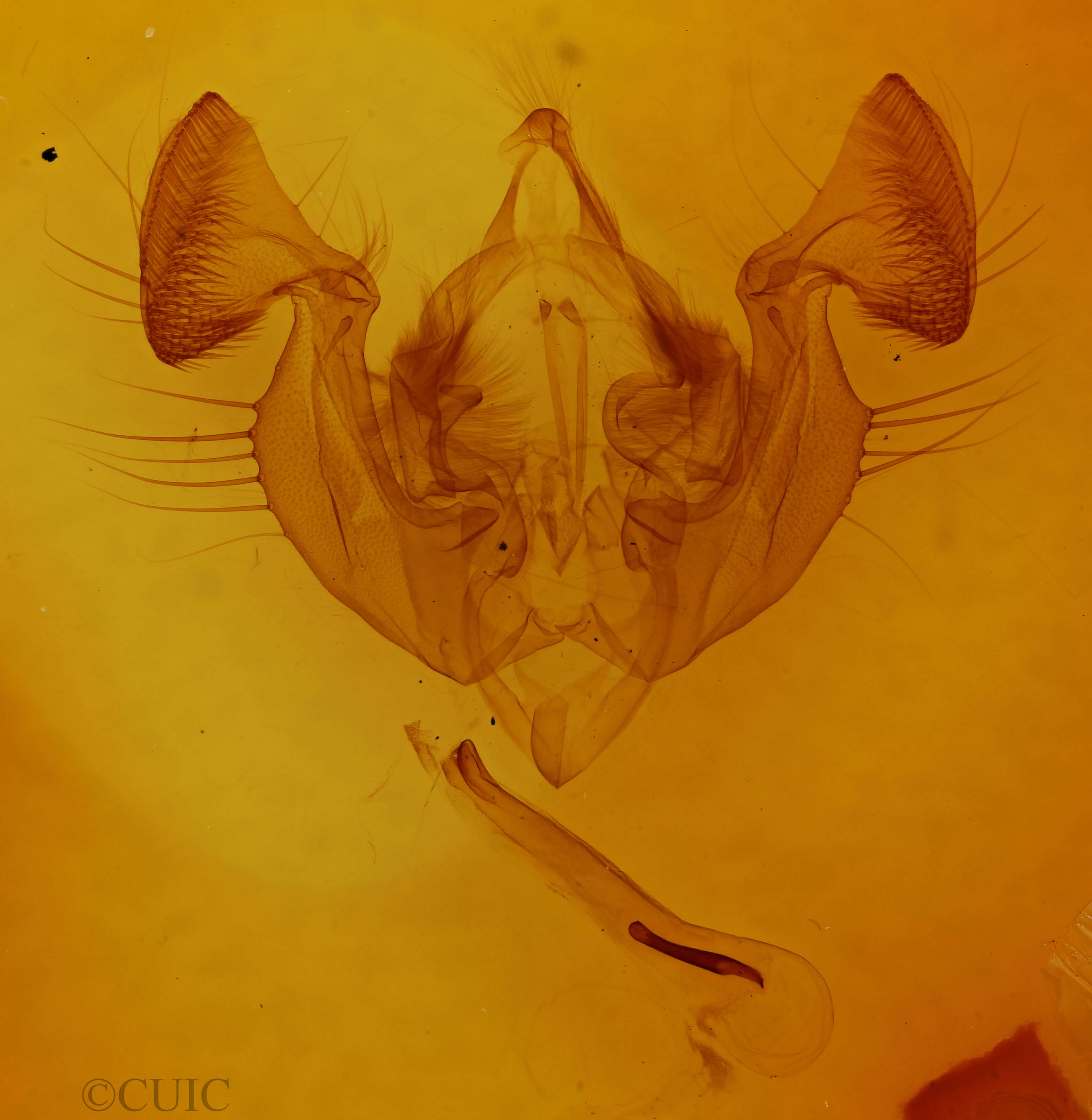 genitalia view of adult Melanapamea mixta