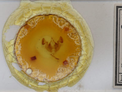 slide view of adult Melanapamea mixta