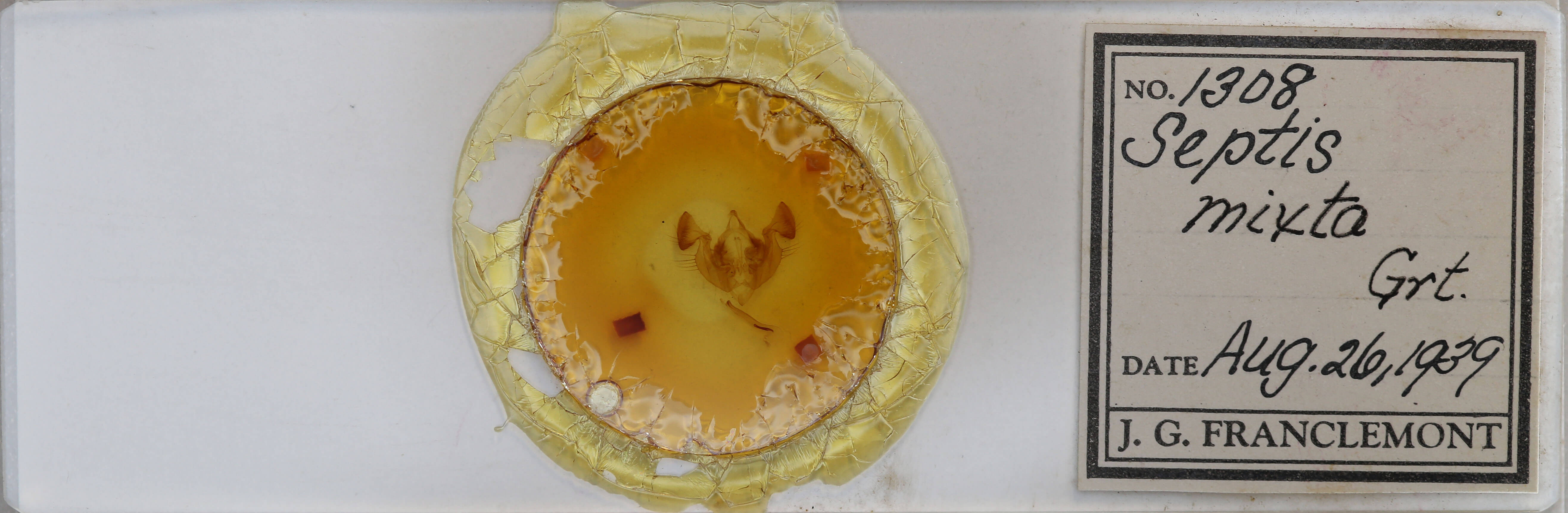 slide view of adult Melanapamea mixta