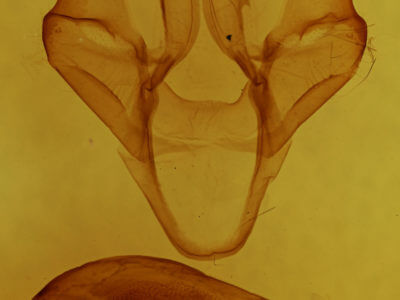 genitalia view of adult Apantesis anna
