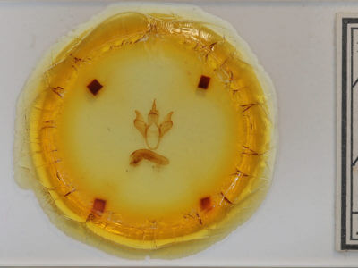 slide view of adult Apantesis anna