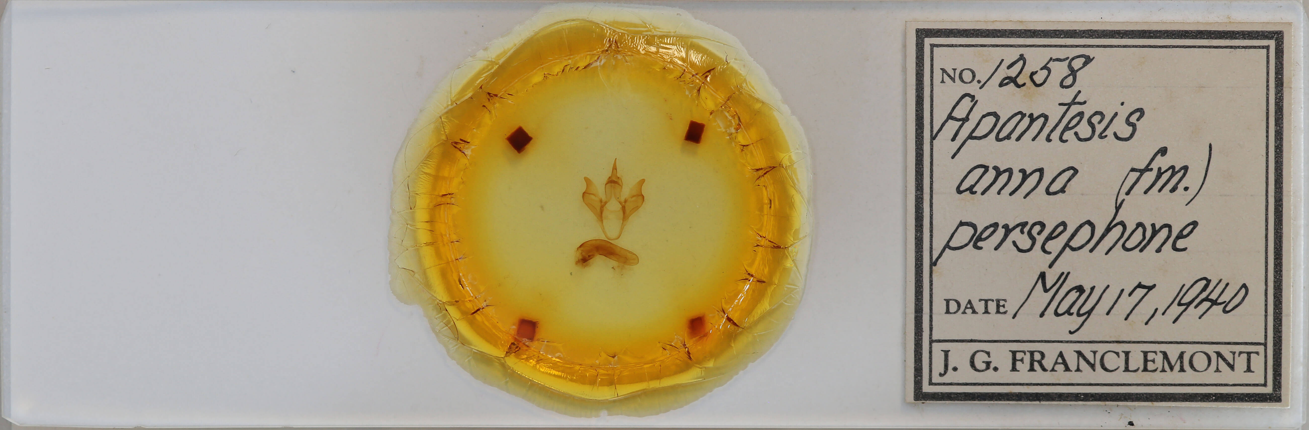 slide view of adult Apantesis anna