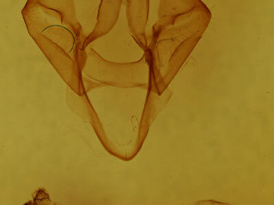 genitalia view of adult Apantesis anna