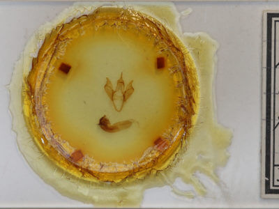 slide view of adult Apantesis anna