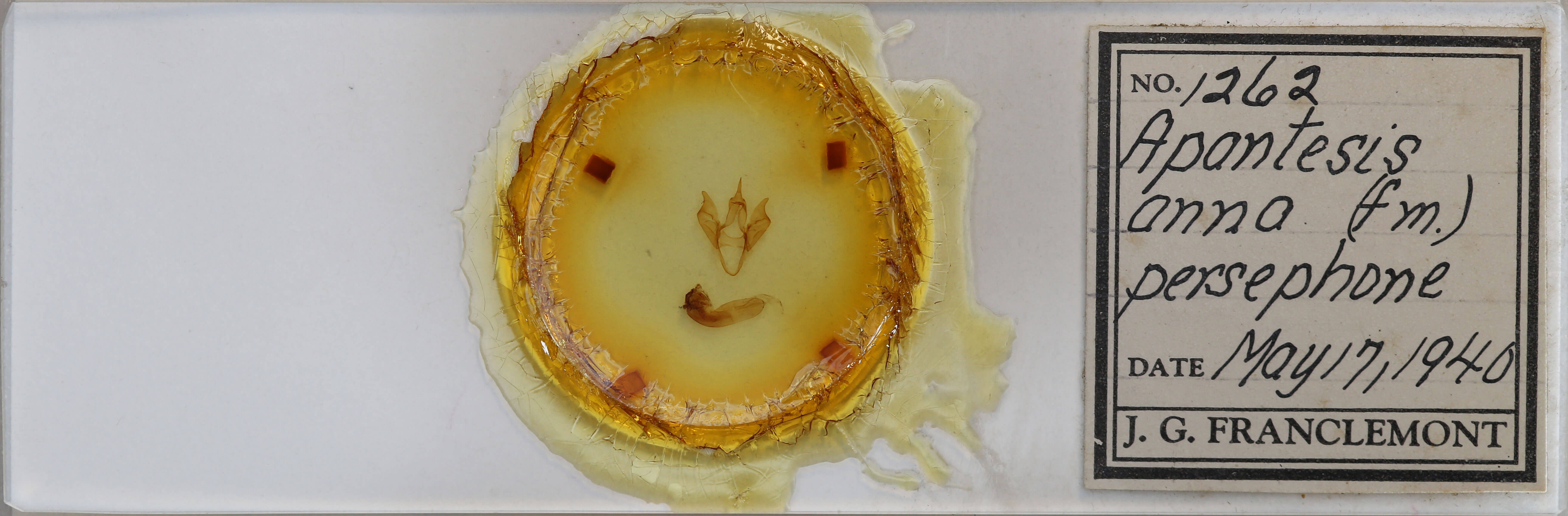 slide view of adult Apantesis anna