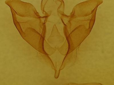 genitalia view of adult Apantesis nais