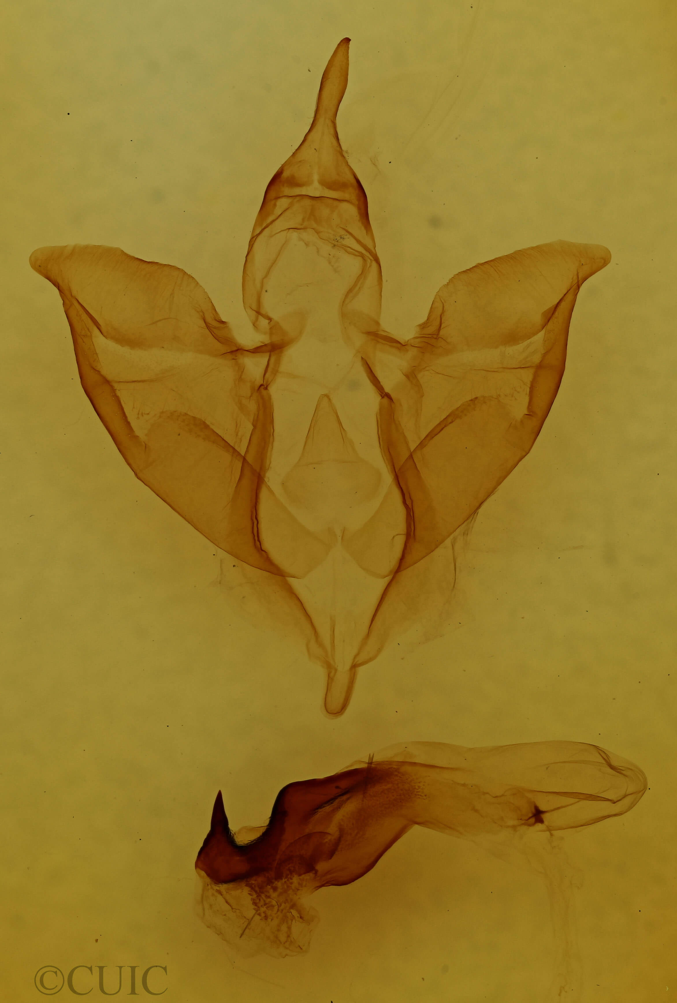 genitalia view of adult Apantesis nais