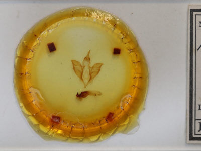 slide view of adult Apantesis nais