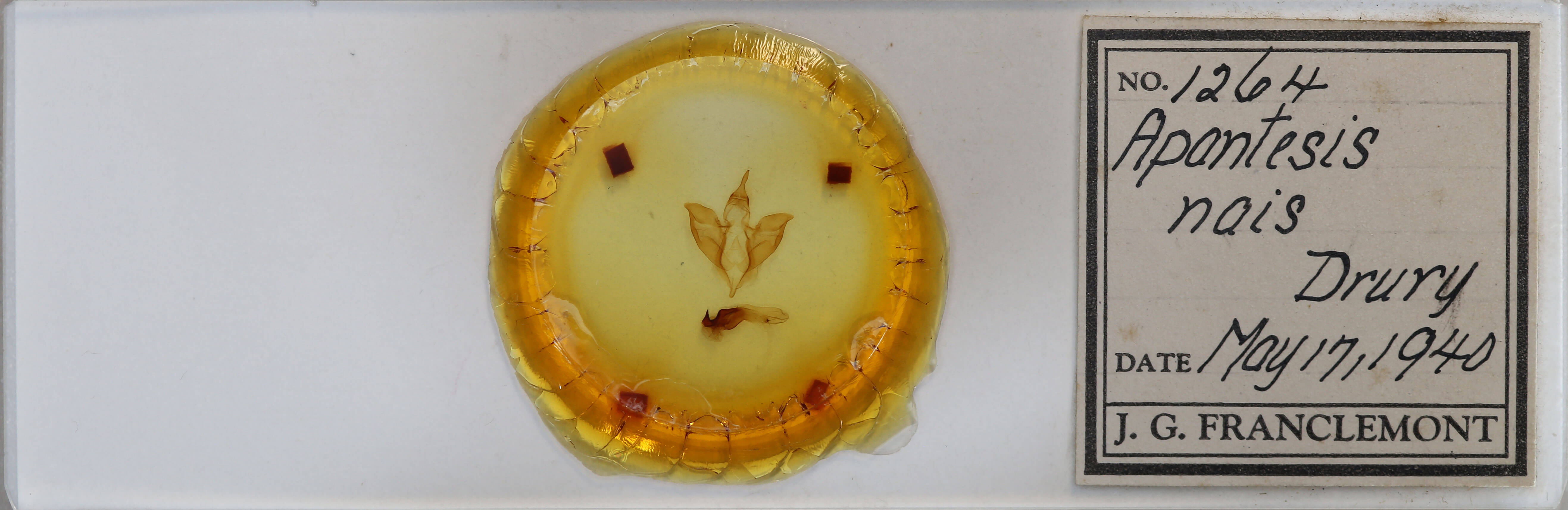 slide view of adult Apantesis nais