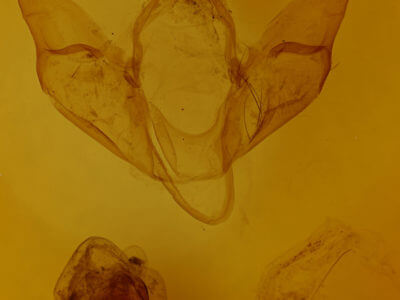 genitalia view of adult Apantesis parthenice
