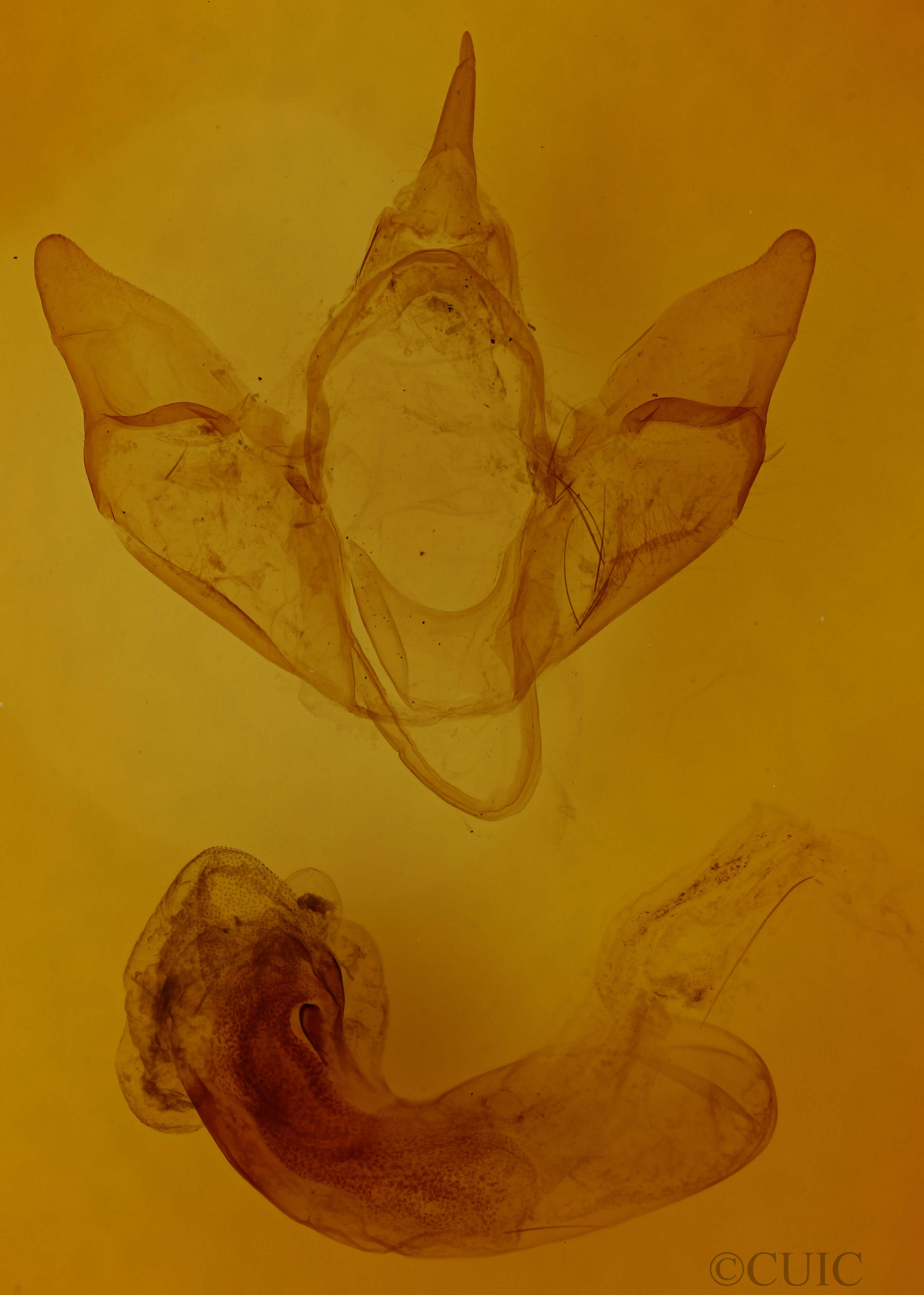 genitalia view of adult Apantesis parthenice