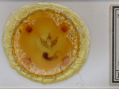 slide view of adult Apantesis parthenice