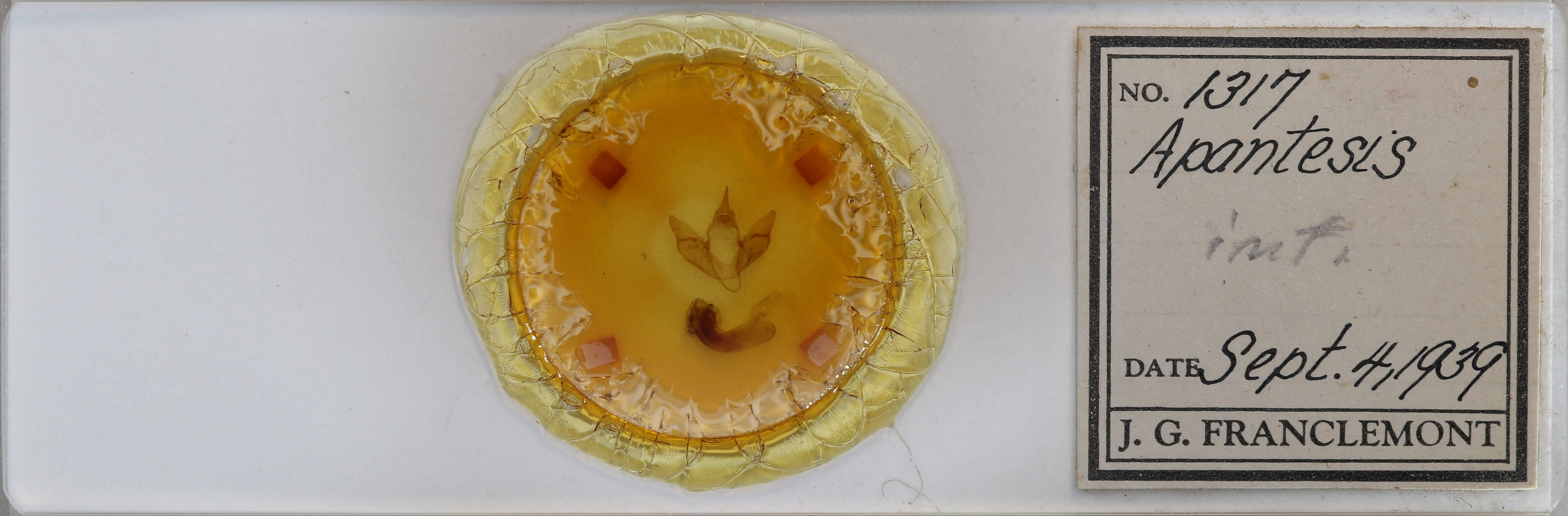 slide view of adult Apantesis parthenice