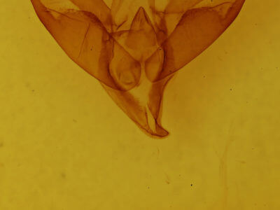 genitalia view of adult Apantesis phalerata