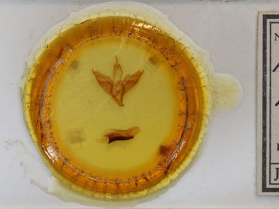 slide view of adult Apantesis phalerata