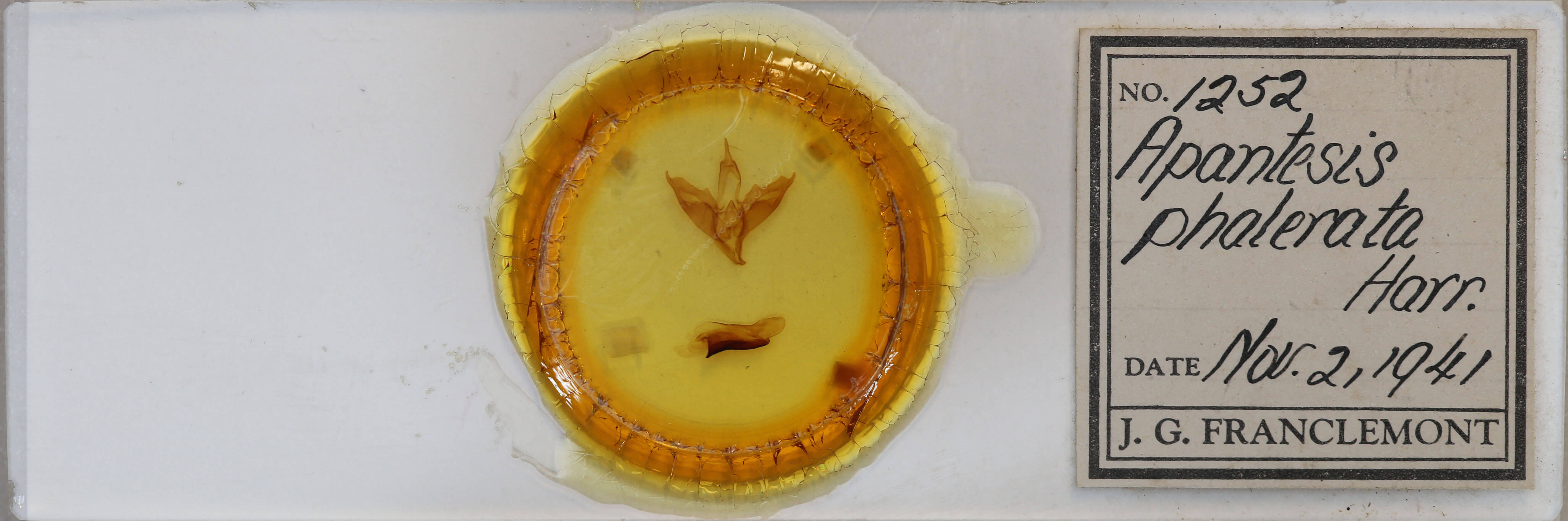 slide view of adult Apantesis phalerata