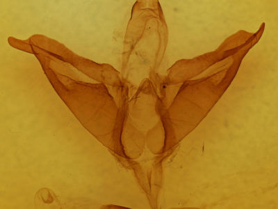 genitalia view of adult Apantesis phalerata