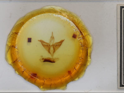 slide view of adult Apantesis phalerata