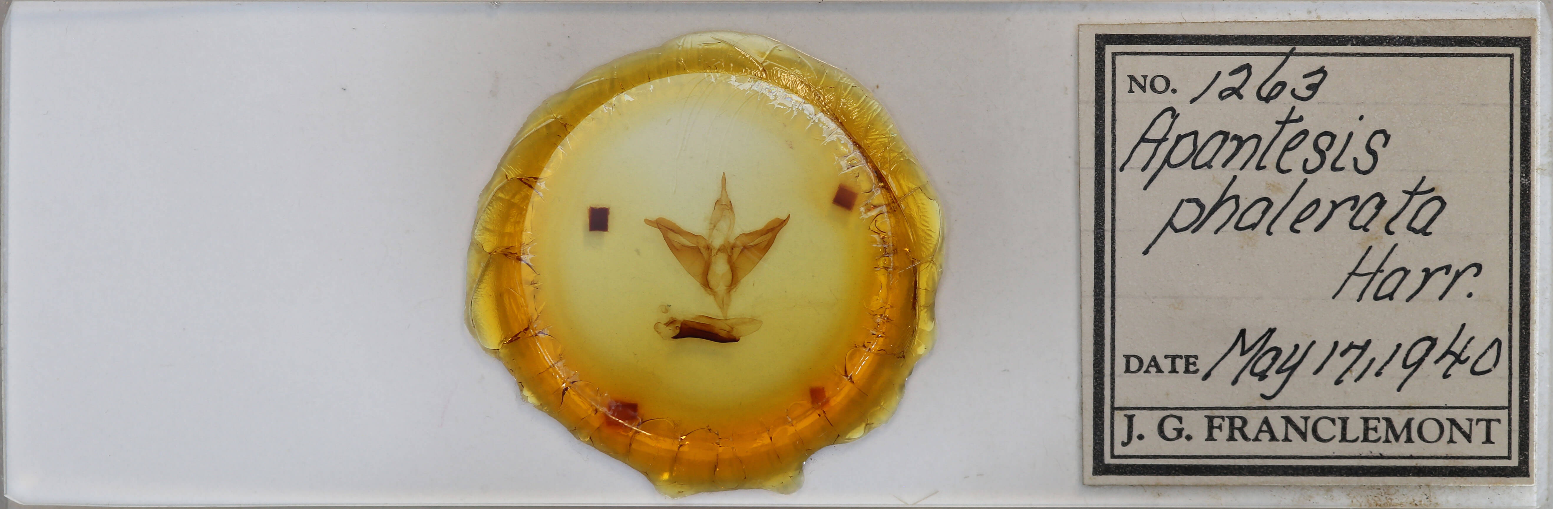 slide view of adult Apantesis phalerata