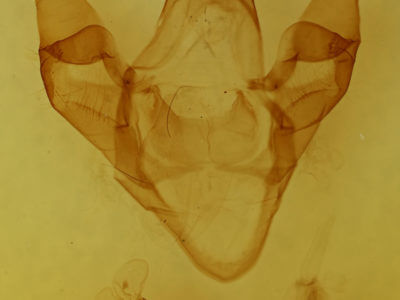 genitalia view of adult Apantesis virgo