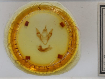 slide view of adult Apantesis virgo