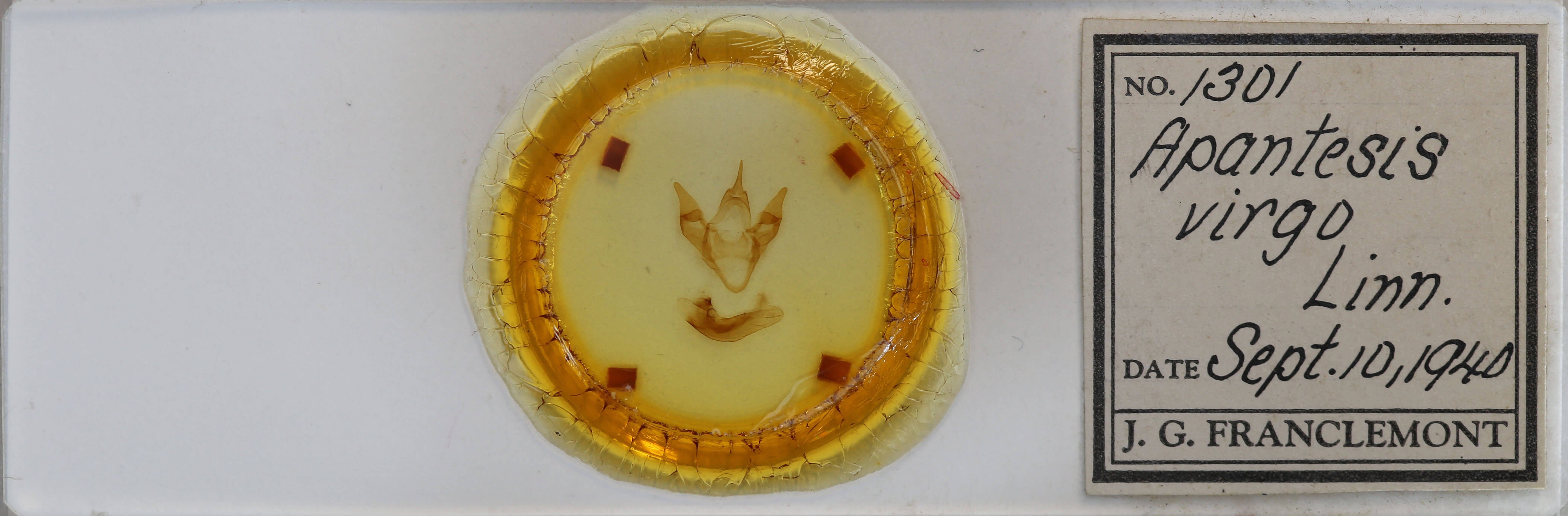 slide view of adult Apantesis virgo