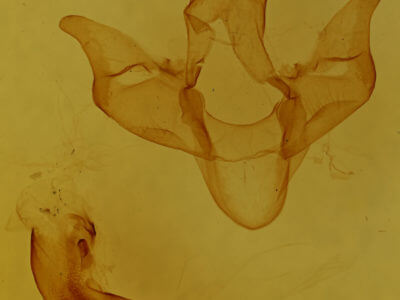 genitalia view of adult Apantesis virguncula