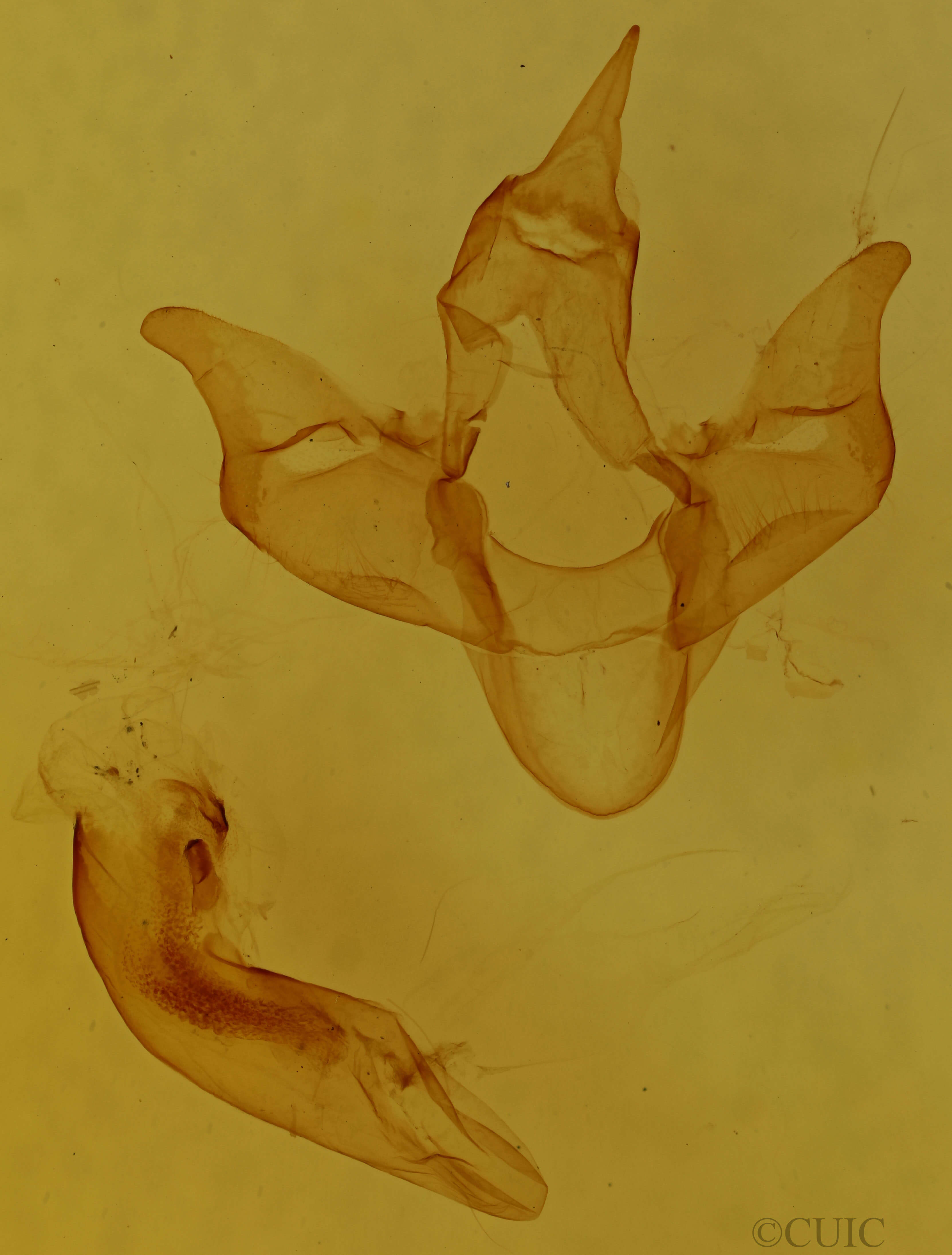 genitalia view of adult Apantesis virguncula