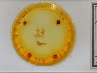 slide view of adult Apantesis virguncula