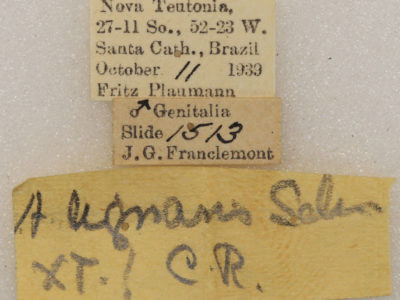 label view of adult Arhacia lignaris