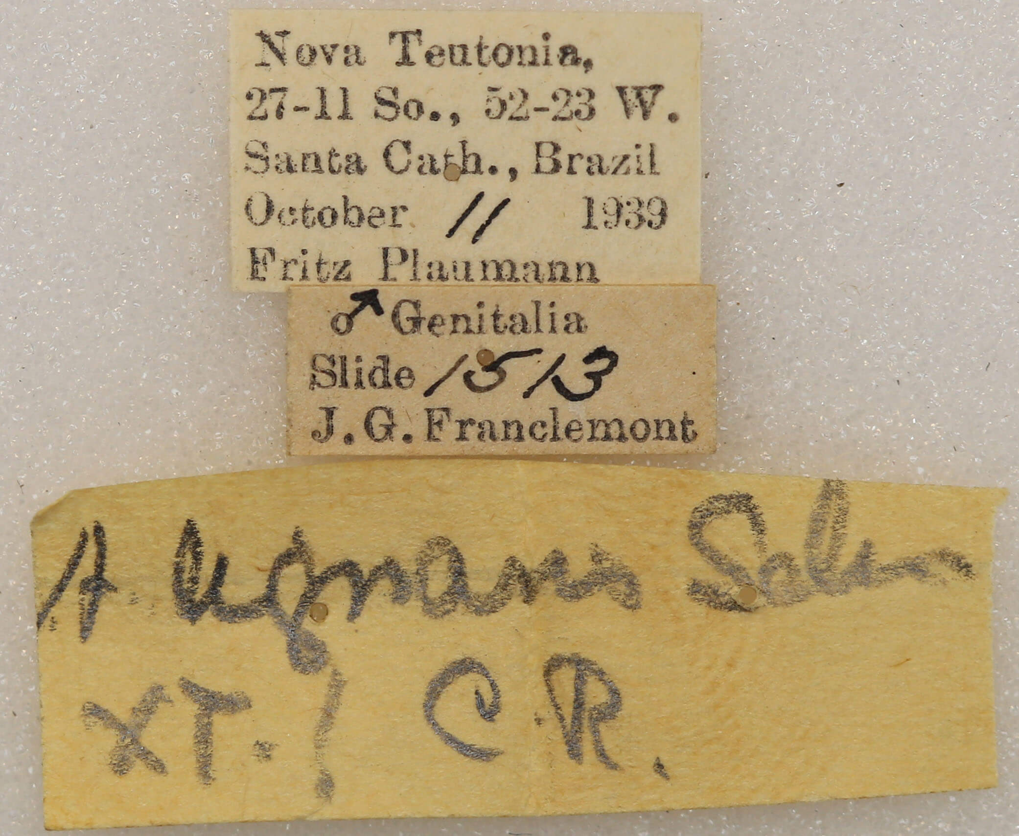 label view of adult Arhacia lignaris