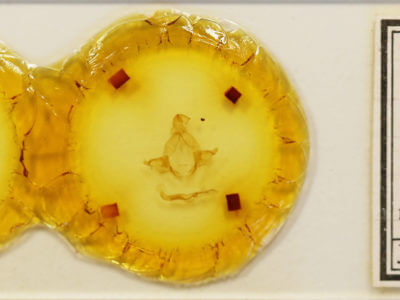 slide view of adult Arhacia lignaris