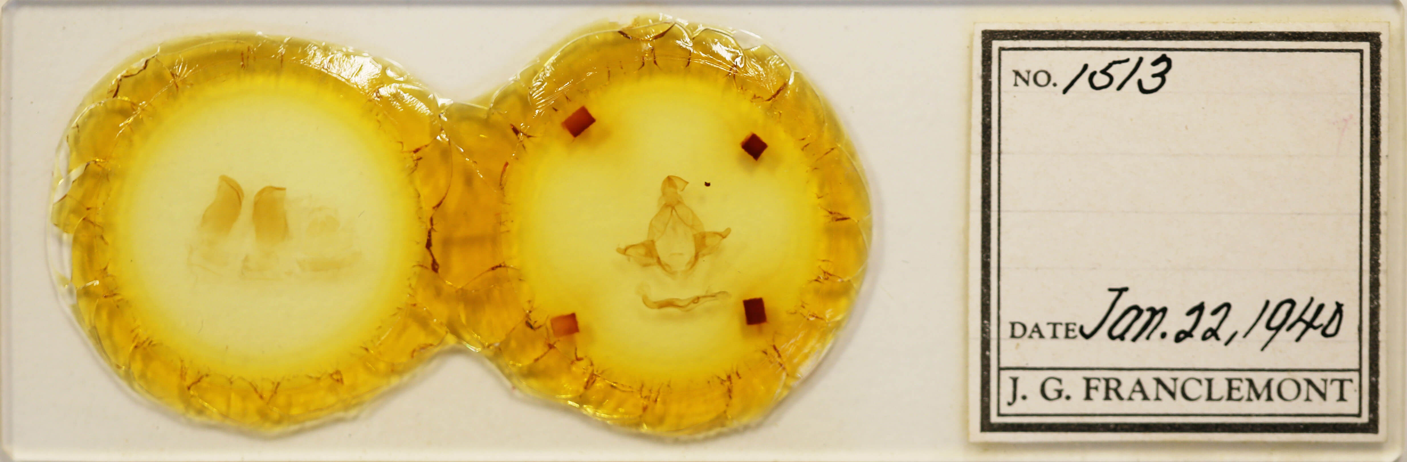 slide view of adult Arhacia lignaris