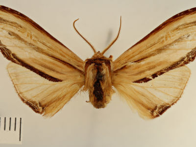 dorsal view of adult Arhacia lignaris