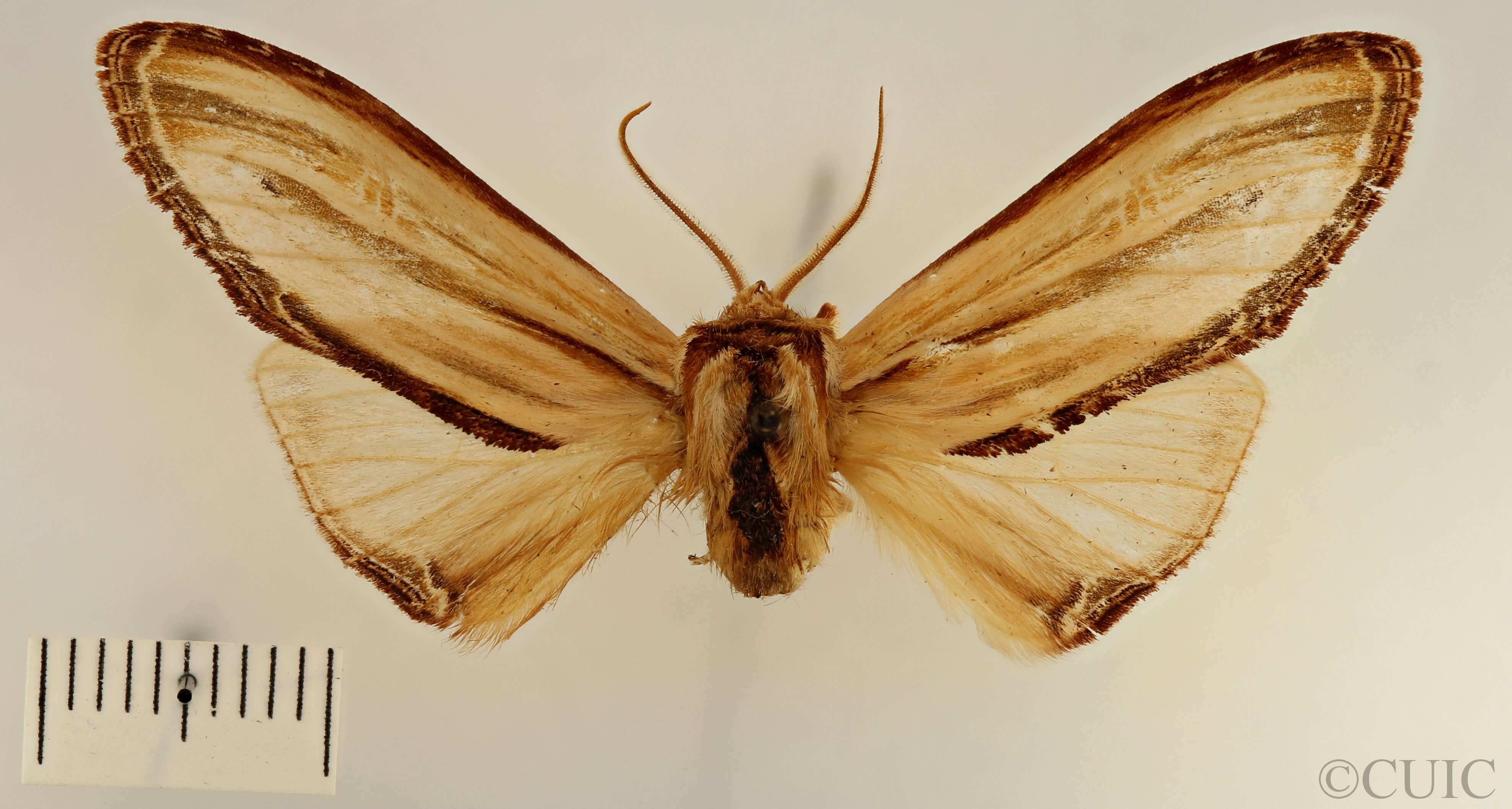 dorsal view of adult Arhacia lignaris