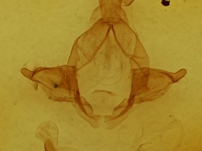 genitalia view of adult Arhacia lignaris