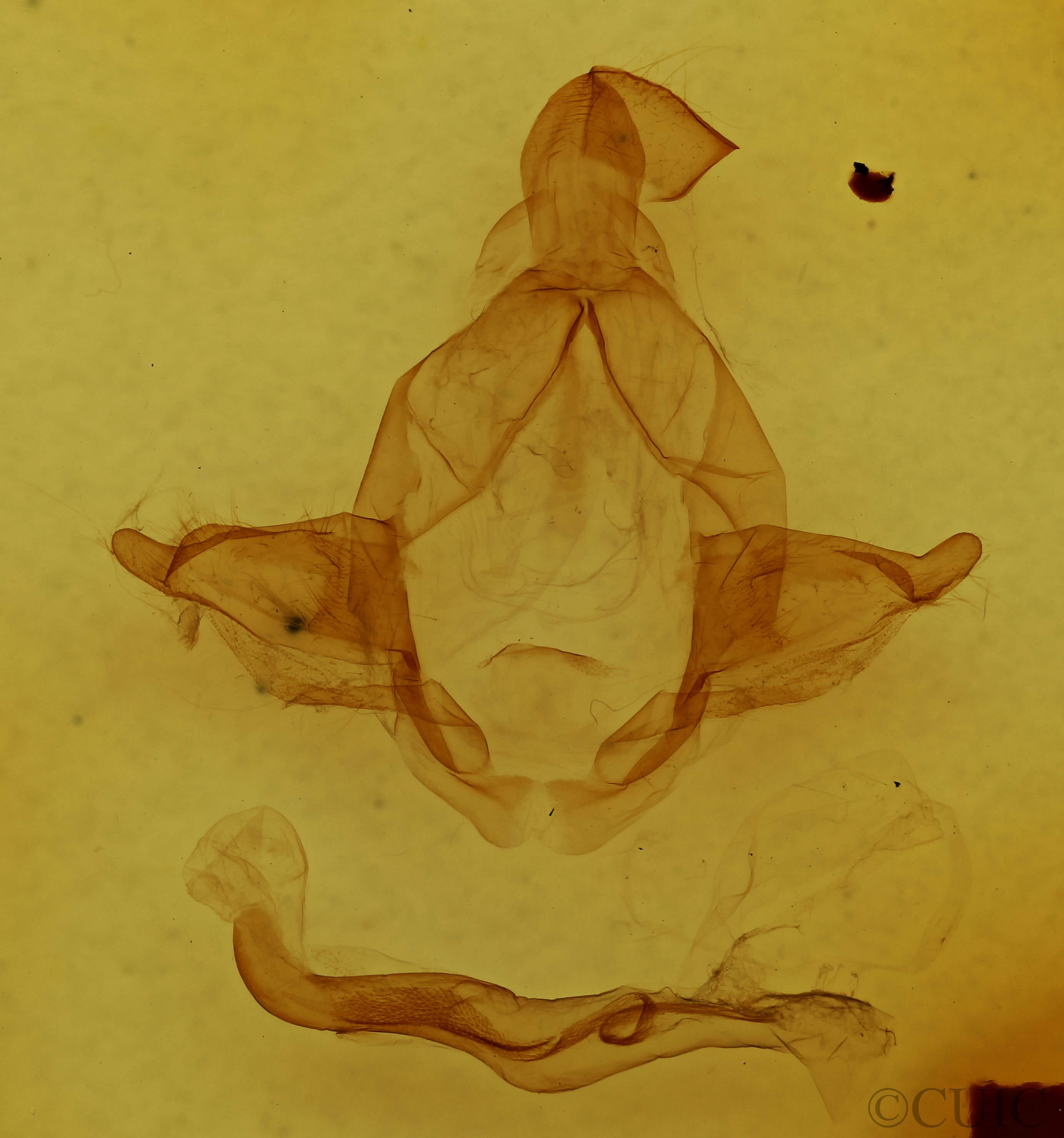 genitalia view of adult Arhacia lignaris