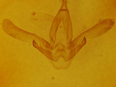 genitalia view of adult Asota caricae