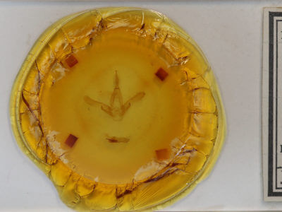 slide view of adult Asota caricae