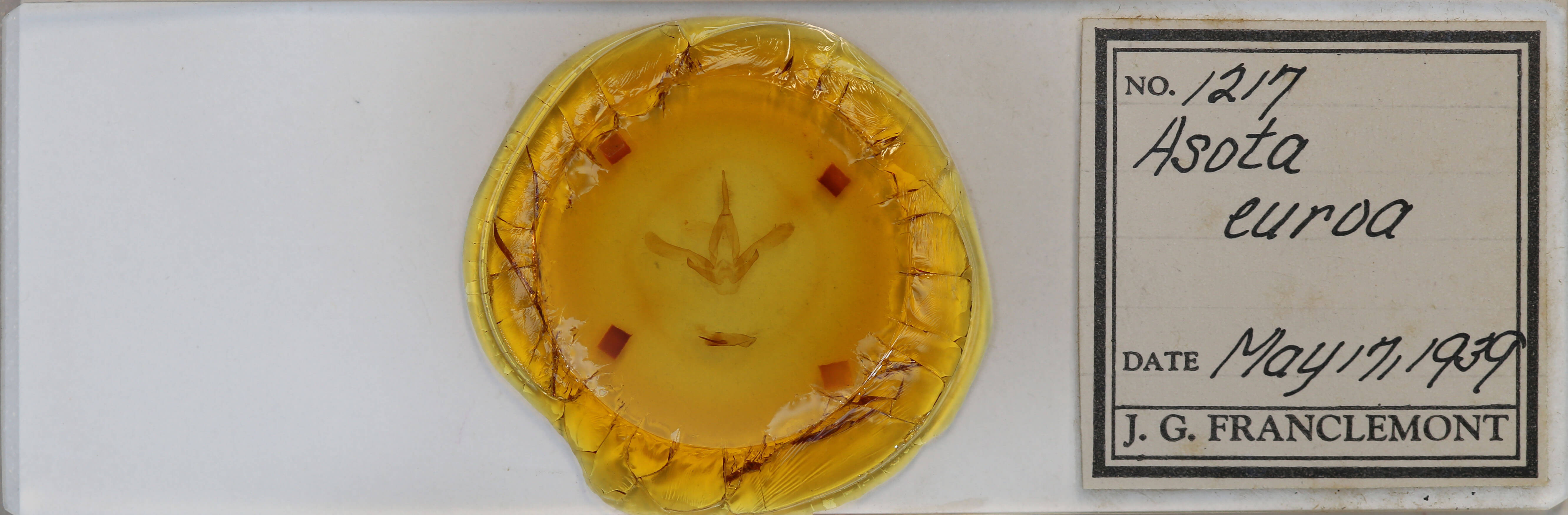 slide view of adult Asota caricae