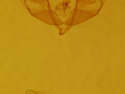 genitalia view of adult Atethmia ambusta