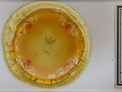 slide view of adult Atethmia ambusta