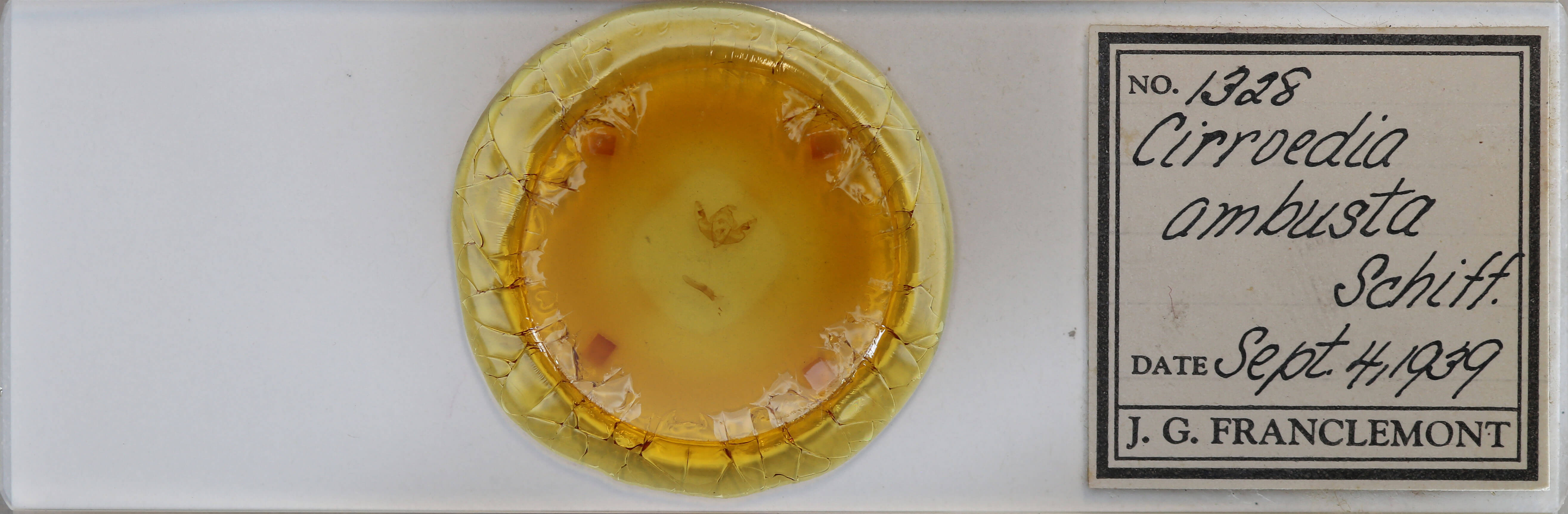 slide view of adult Atethmia ambusta