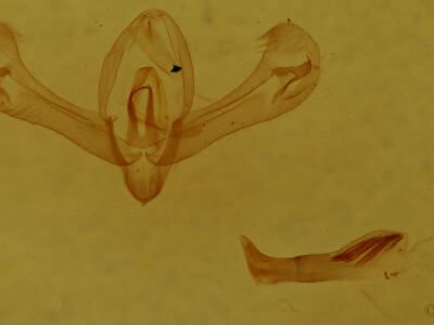 genitalia view of adult Proxenus miranda