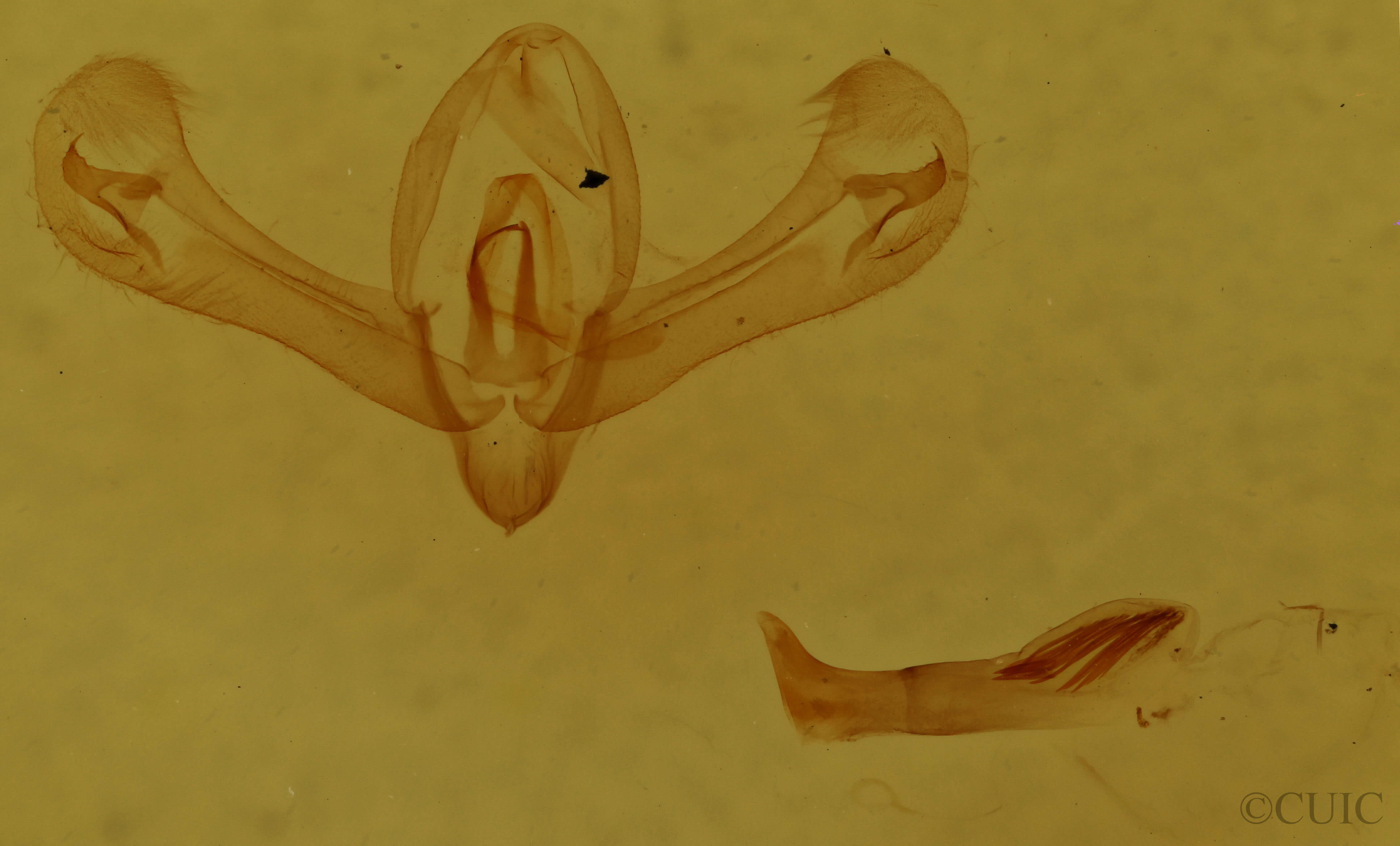genitalia view of adult Proxenus miranda