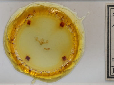 slide view of adult Proxenus miranda