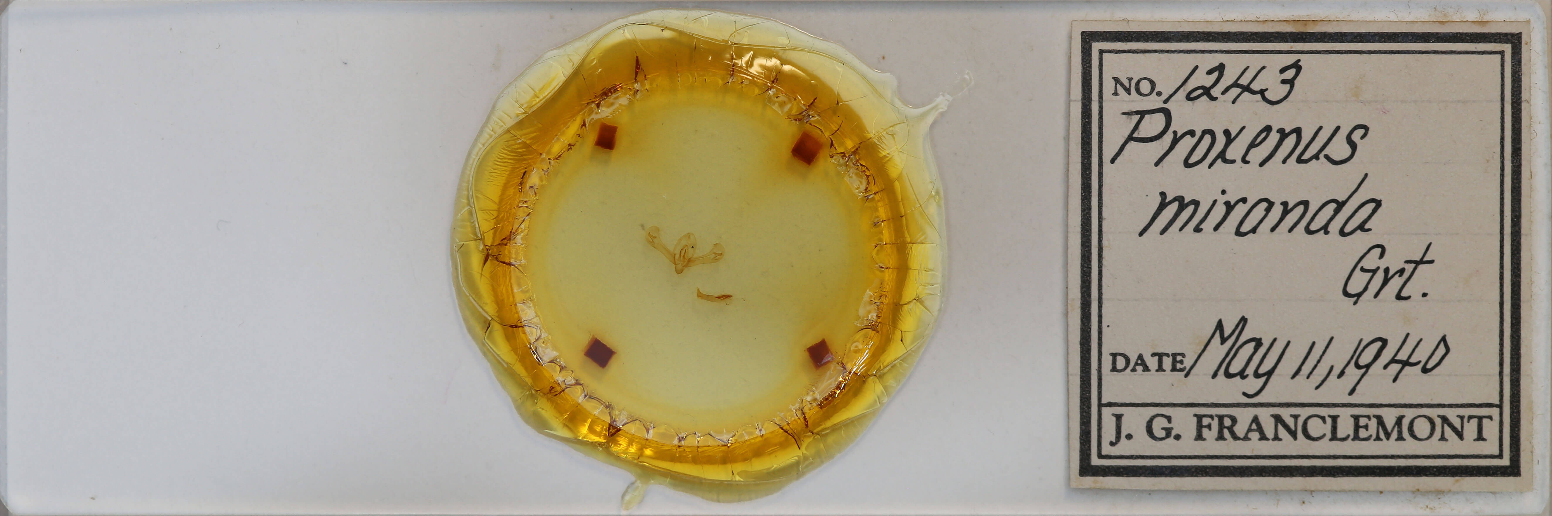 slide view of adult Proxenus miranda