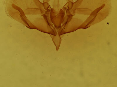 genitalia view of adult Baileya doubledayi