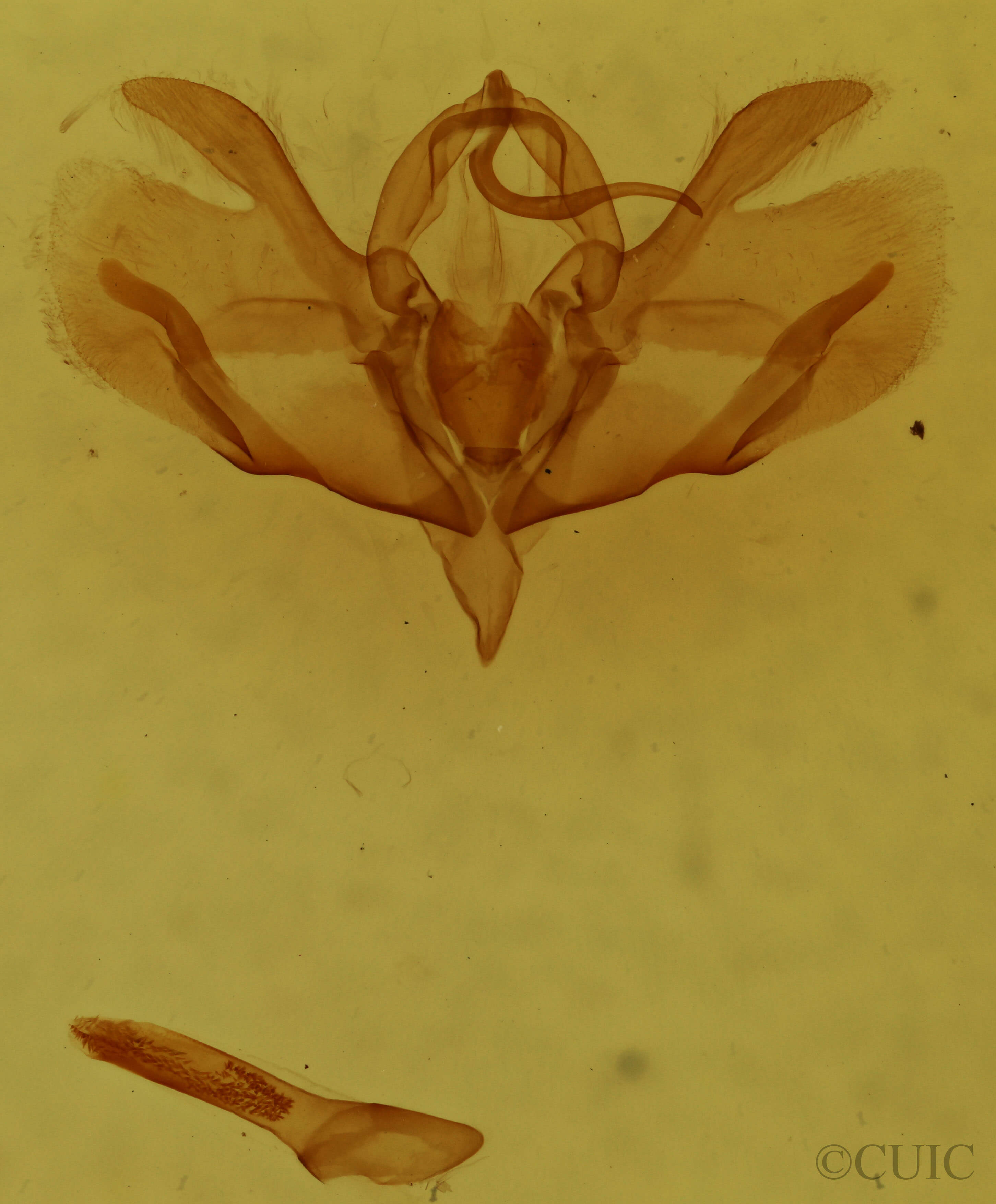 genitalia view of adult Baileya doubledayi
