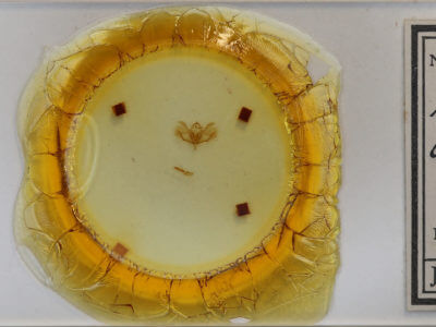 slide view of adult Baileya doubledayi